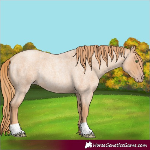 Horse Color:Gold Champagne Roan Rabicano 
