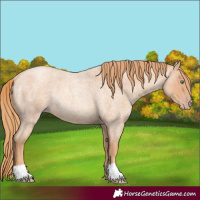 Horse Color:Gold Champagne Roan Rabicano 