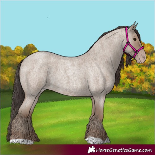 Horse Color:Classic Champagne Roan 