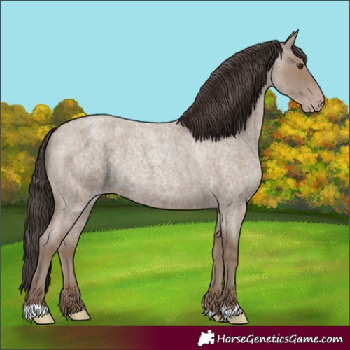 Horse Color:Classic Champagne Roan 