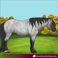 Horse Color:Smoky Blue Roan Rabicano 