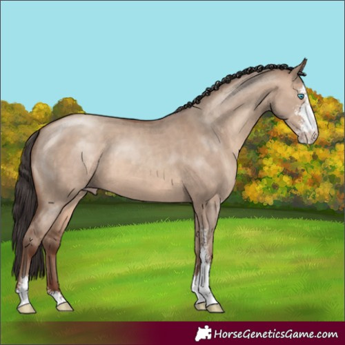 Horse Color:Sable Champagne Dun Sabino 