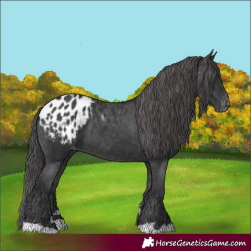 Horse Color:Black Appaloosa