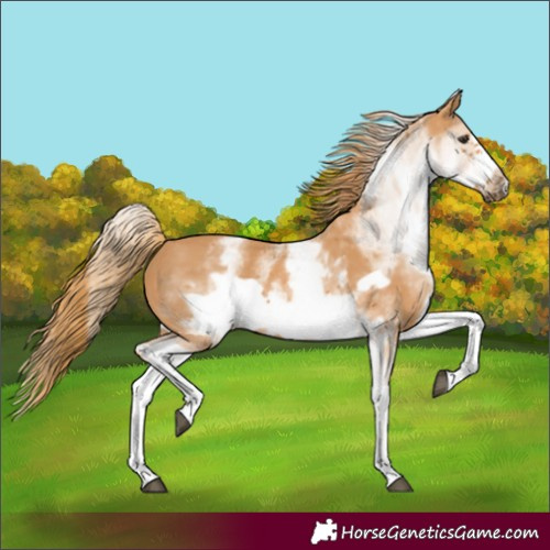 Horse Color:White Spotted Chestnut Frame