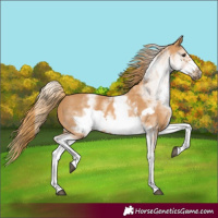 Horse Color:White Spotted Chestnut Frame
