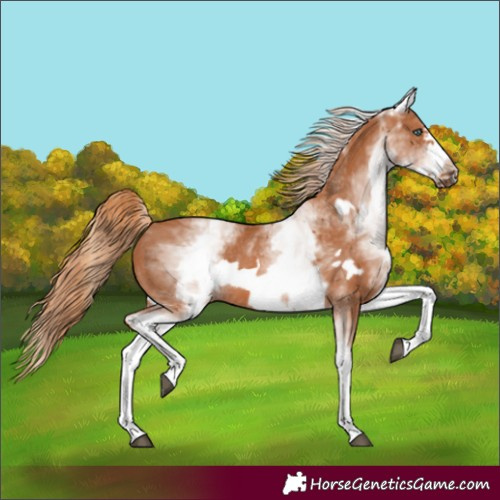 Horse Color:White Spotted Chestnut Frame