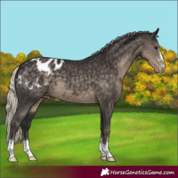 Horse Color:Silver Smoky Black Appaloosa 