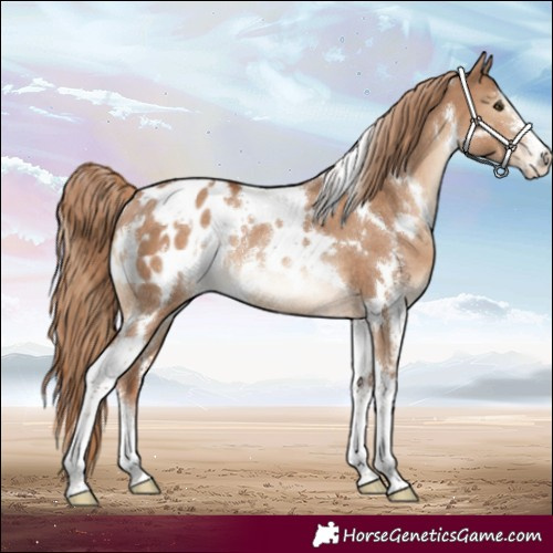 Horse Color:White Spotted Red Dun Sabino Appaloosa Rabicano 