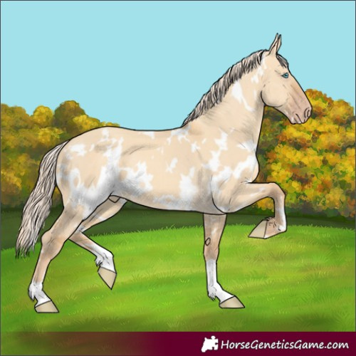 Horse Color:White Spotted Gold Cream Champagne Dun 