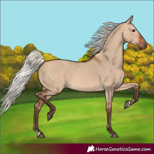 Horse Color:Unknown 