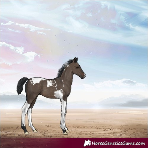 Horse Color:Brown Dun Tobiano 