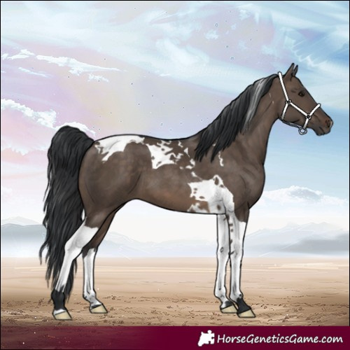 Horse Color:Brown Dun Tobiano