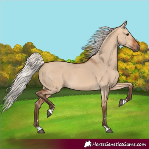 Horse Color:Unknown 