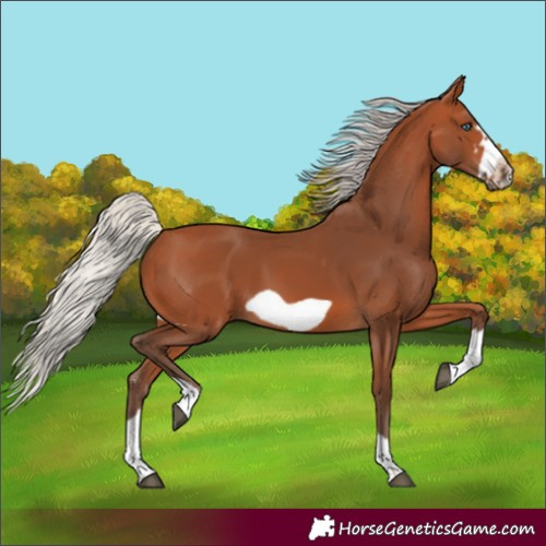 Horse Color:Silver Bay Frame 