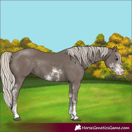 Horse Color:Silver Smoky Black Sabino Rabicano 