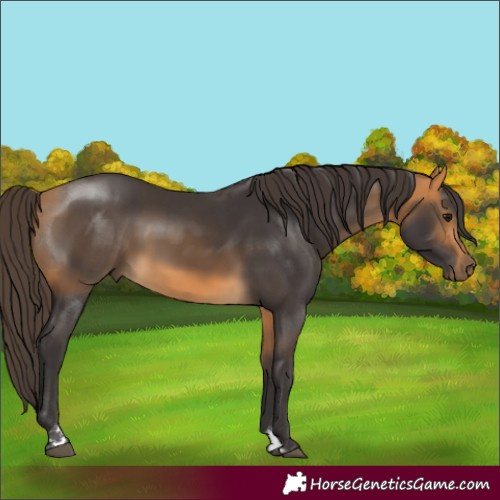 Horse Color:Buckskin 