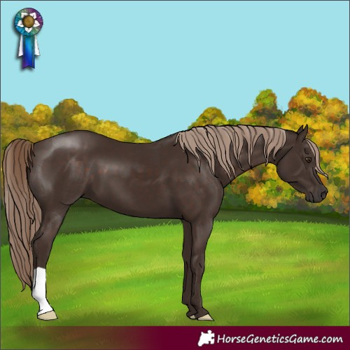 Horse Color:Liver Chestnut 