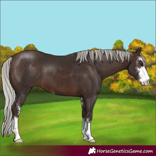 Horse Color:Silver Brown Sabino 