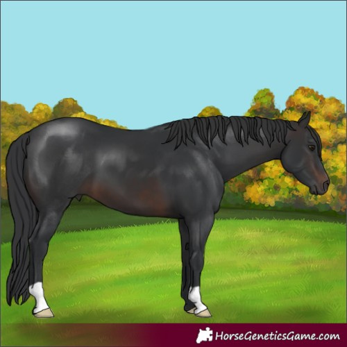 Horse Color:Brown 