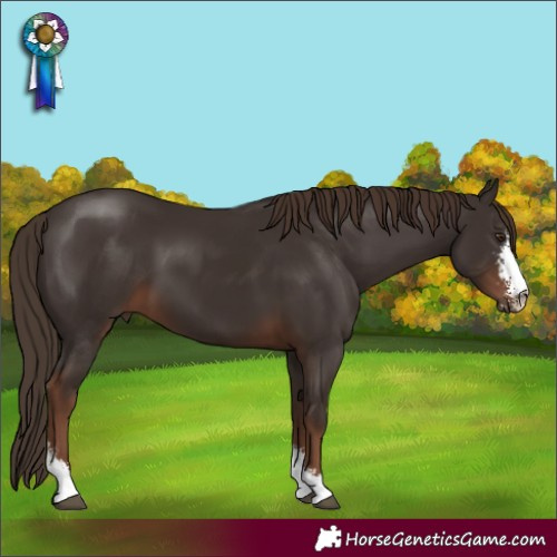 Horse Color:Liver Chestnut Sabino
