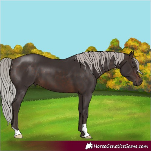 Horse Color:Silver Brown 
