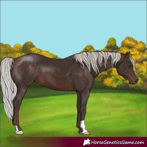 Horse Color:Silver Brown 