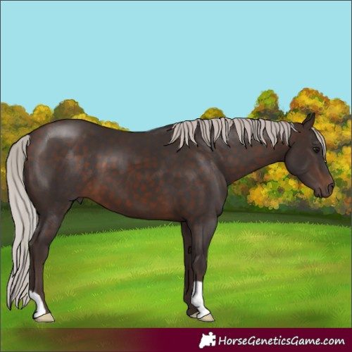 Horse Color:Silver Brown 