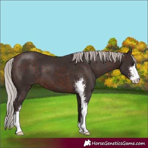 Horse Color:Silver Brown Sabino
