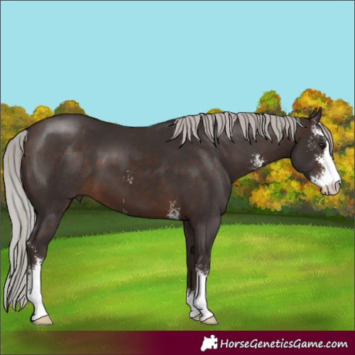 Horse Color:Silver Brown Sabino 