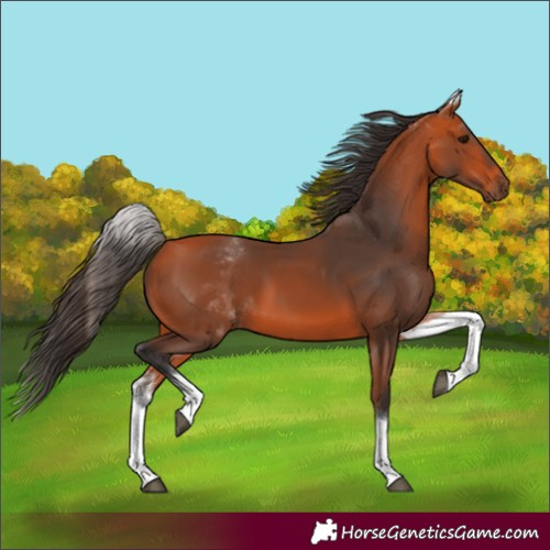 Horse Color:Unknown 