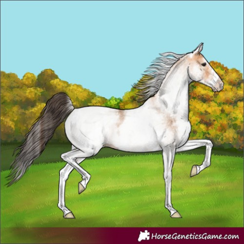 Horse Color:White Spotted Bay Dun
