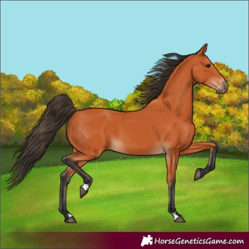 Horse Color:Unknown 