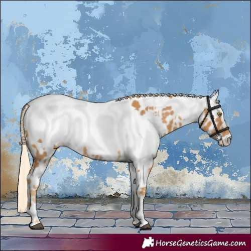Horse Color:Palomino Appaloosa  and Palomino Appaloosa 