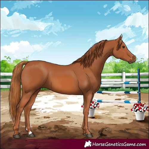 Horse Color:Chestnut 