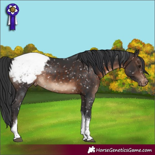 Horse Color:Brown Tobiano Appaloosa Rabicano 