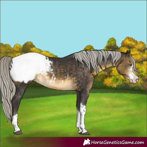 Horse Color:Silver Buckskin Sabino Tobiano Appaloosa 
