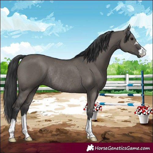 Horse Color:Grullo Rabicano 