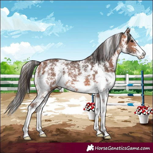 Horse Color:Bay Sabino Rabicano 