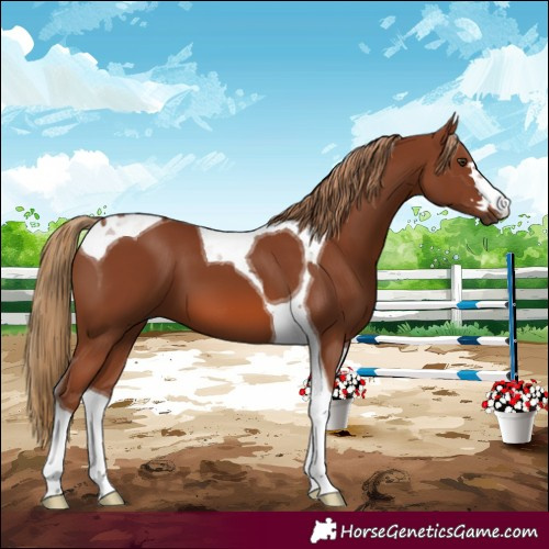 Horse Color:Chestnut Tobiano 
