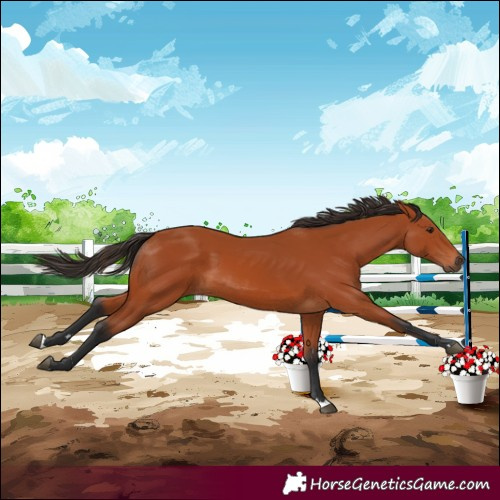 Horse Color:Bay 