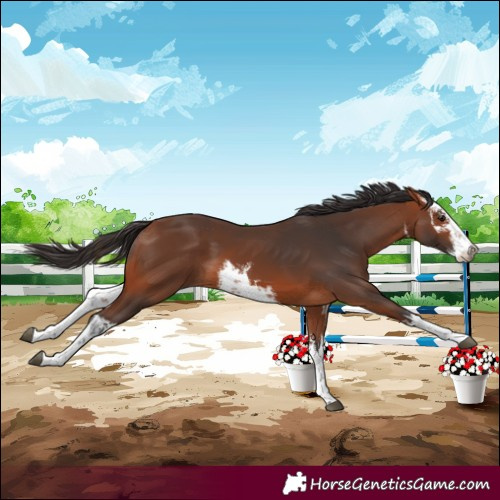 Horse Color:White Spotted Bay 