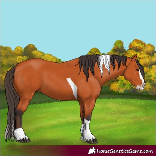 Horse Color:Bay Splash Tobiano