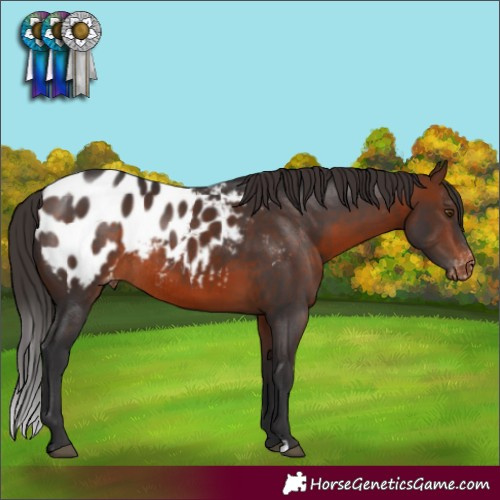 Horse Color:Brown Appaloosa Rabicano