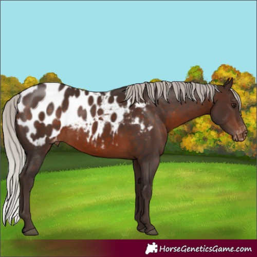 Horse Color:Silver Brown Appaloosa Rabicano 