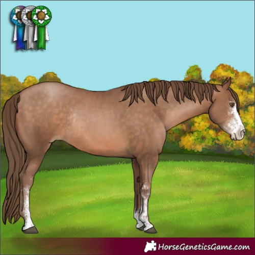 Horse Color:Brown Pearl Sabino Rabicano