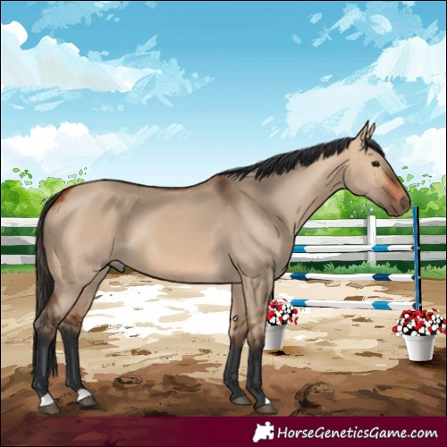 Horse Color:Bay Dun