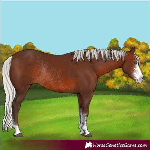 Horse Color:Silver Brown Sabino Rabicano 
