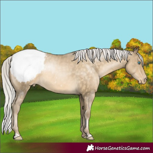Horse Color:Silver Buckskin Pearl Appaloosa Rabicano 
