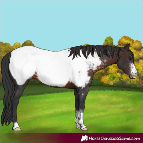 Horse Color:Brown Sabino Appaloosa Rabicano