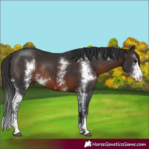 Horse Color:Brown Sabino Rabicano